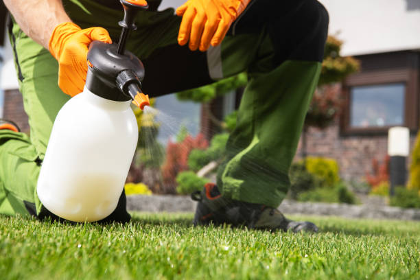 Wasp Removal Services in Kouts, IN