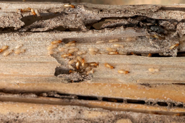 Best Wasp Removal Services  in Kouts, IN