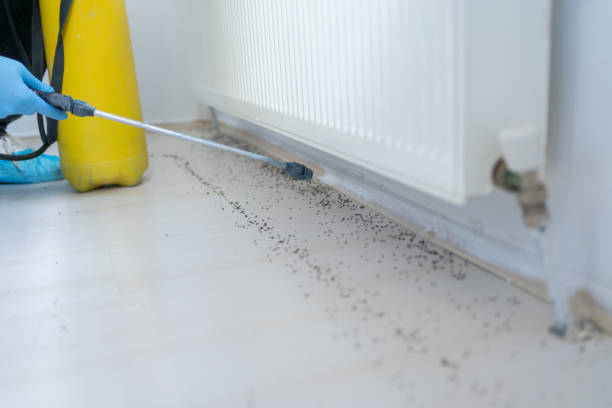 Best Local Pest Control Services  in Kouts, IN